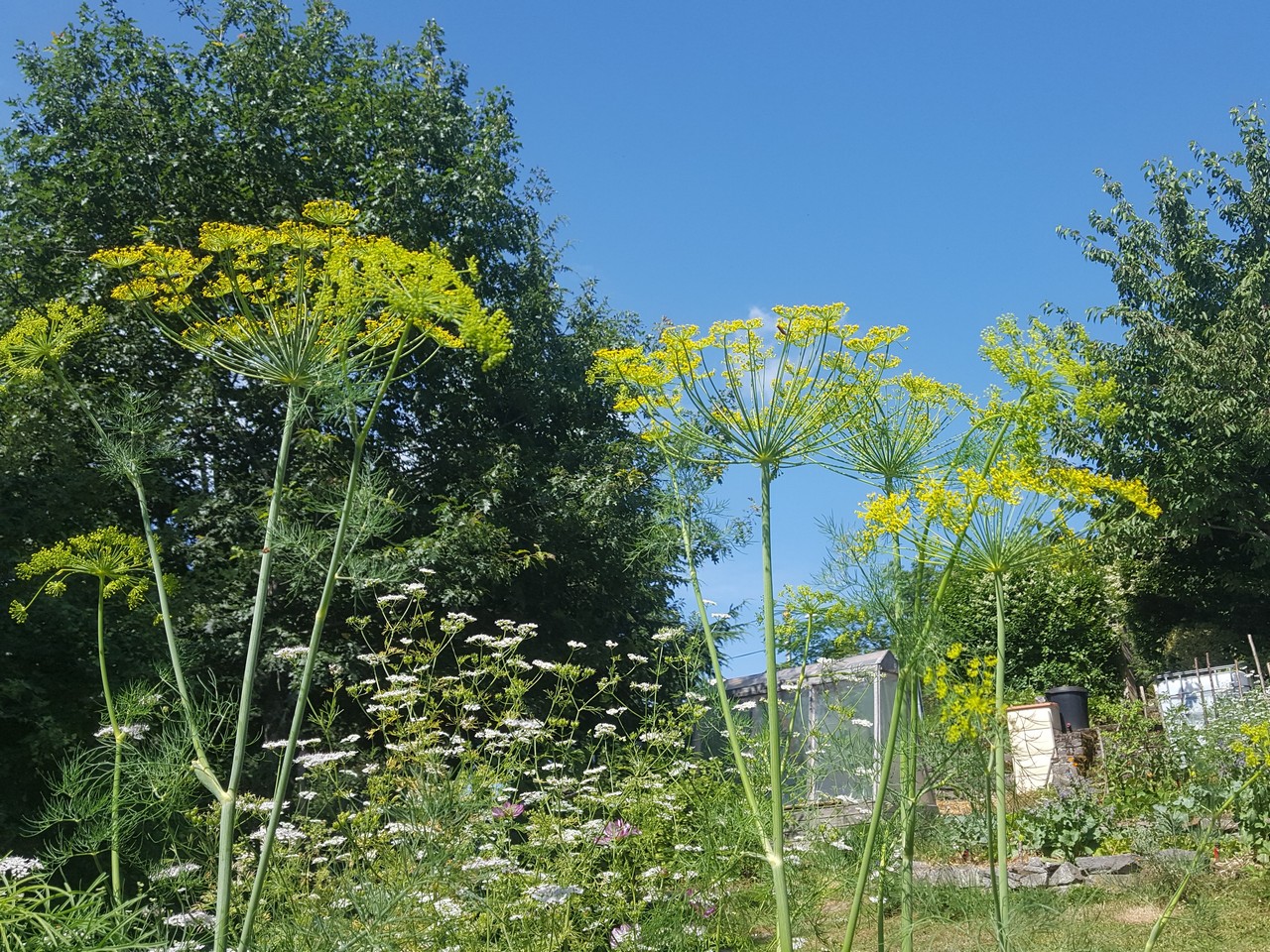 Jardin-Les-Ombelles-Volvic-Auvergne Auvergne-Volvic-Les-Ombelles-Jardin