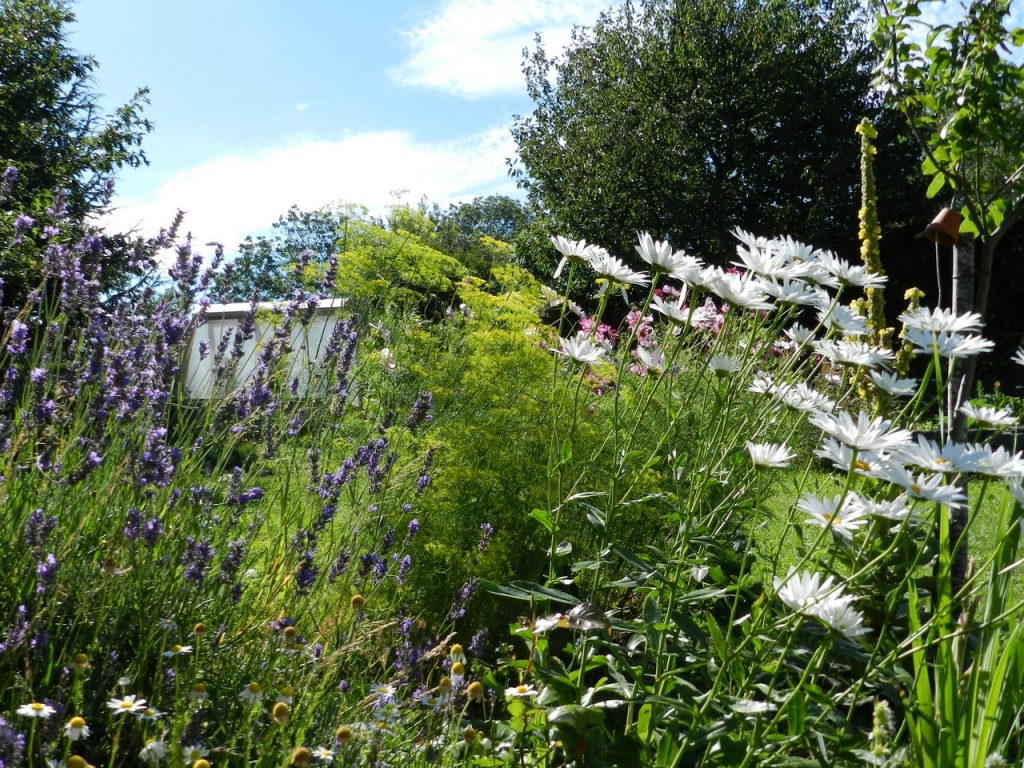Auvergne-Volvic-Les-Ombelles-Jardin
