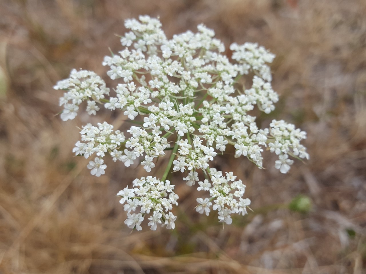 Nature-Les-Ombelles-Volvic-Auvergne Auvergne-Volvic-Les-Ombelles-Nature