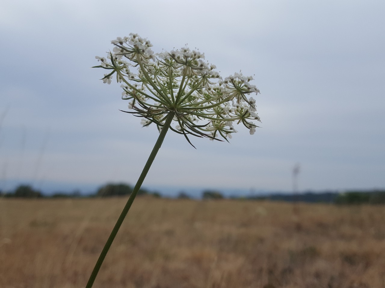 Nature-Les-Ombelles-Volvic-Auvergne Auvergne-Volvic-Les-Ombelles-Nature