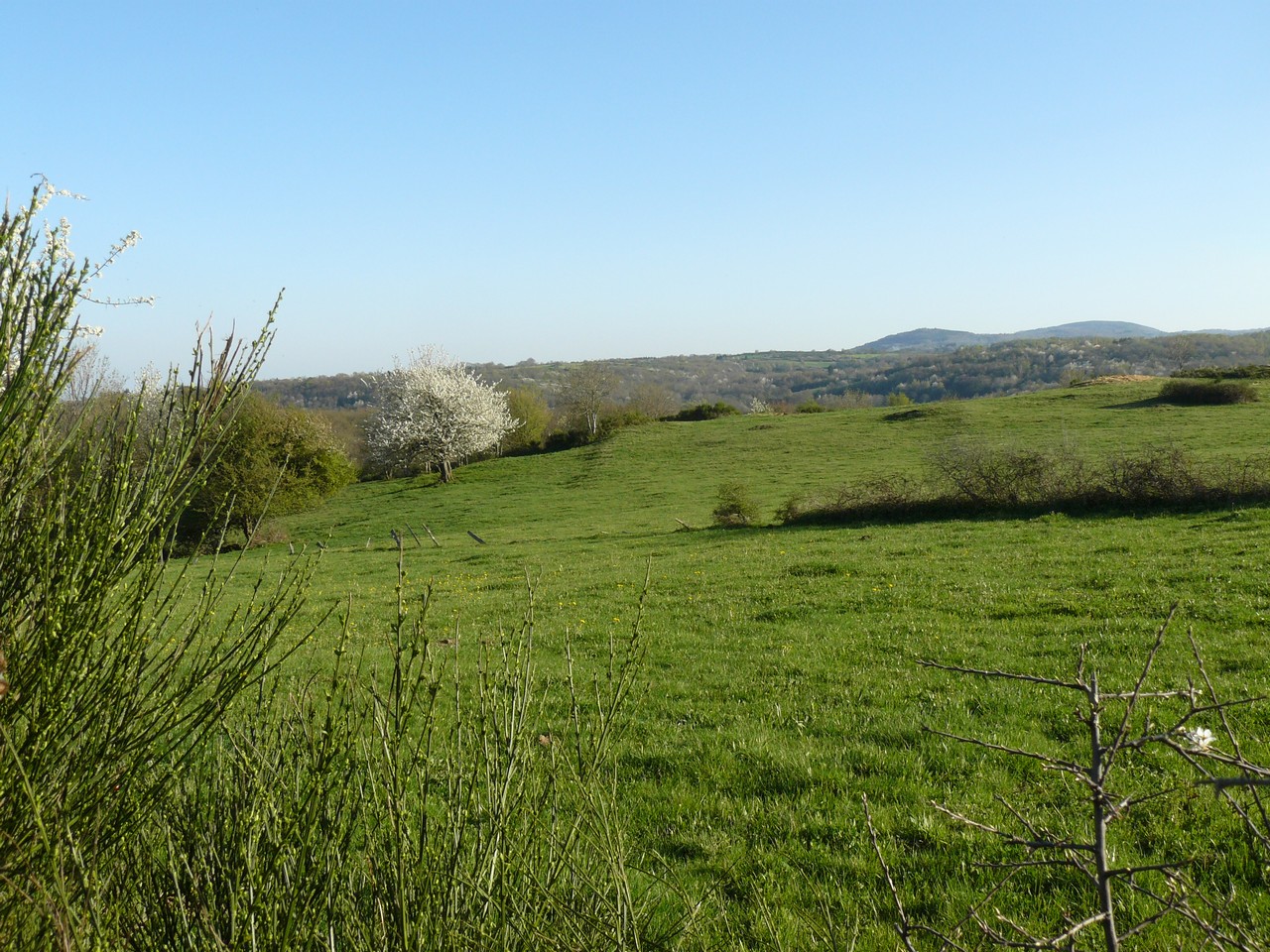 Nature-Les-Ombelles-Volvic-Auvergne Auvergne-Volvic-Les-Ombelles-Nature