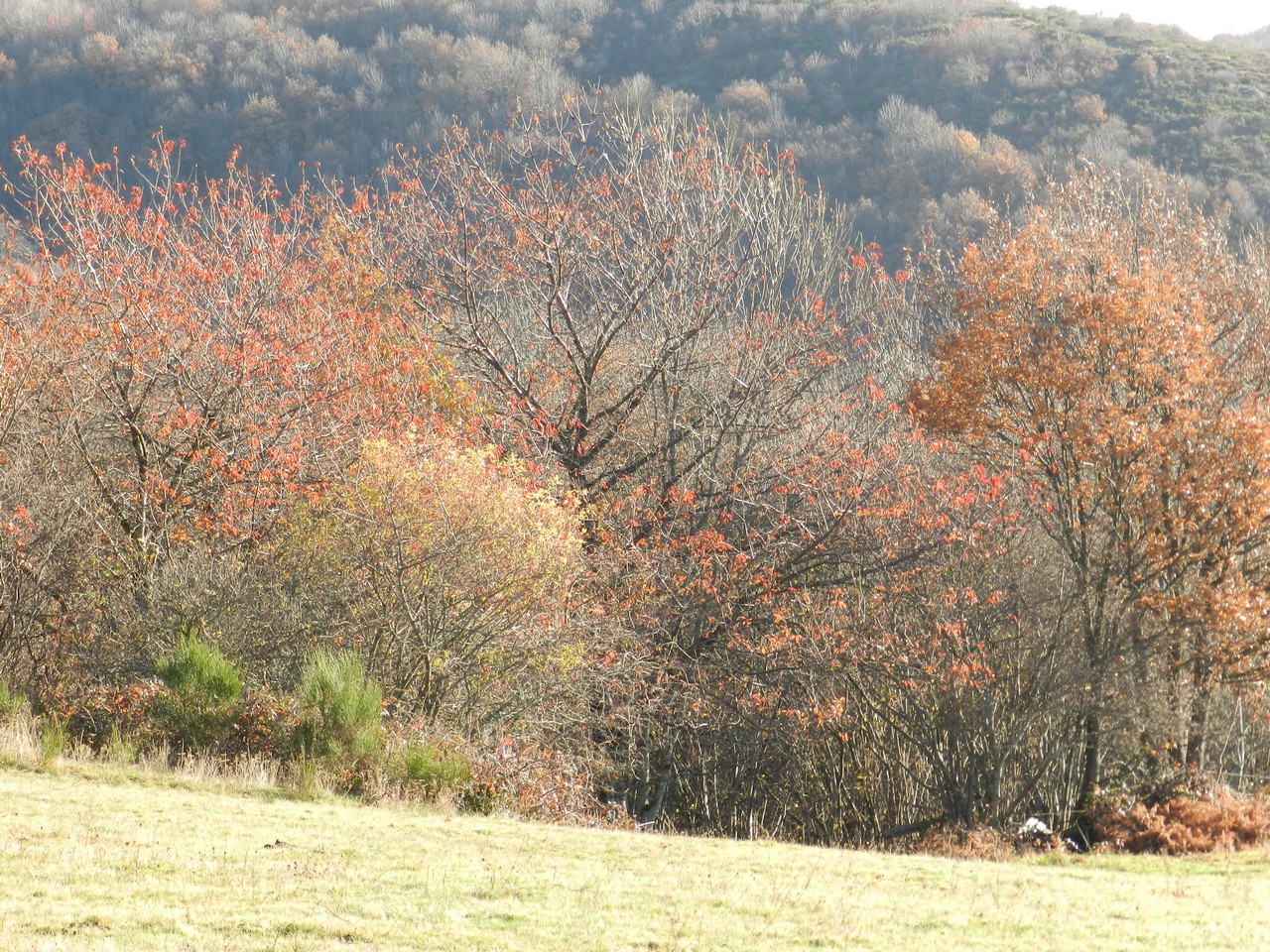 Auvergne-Volvic-Les-Ombelles-Nature