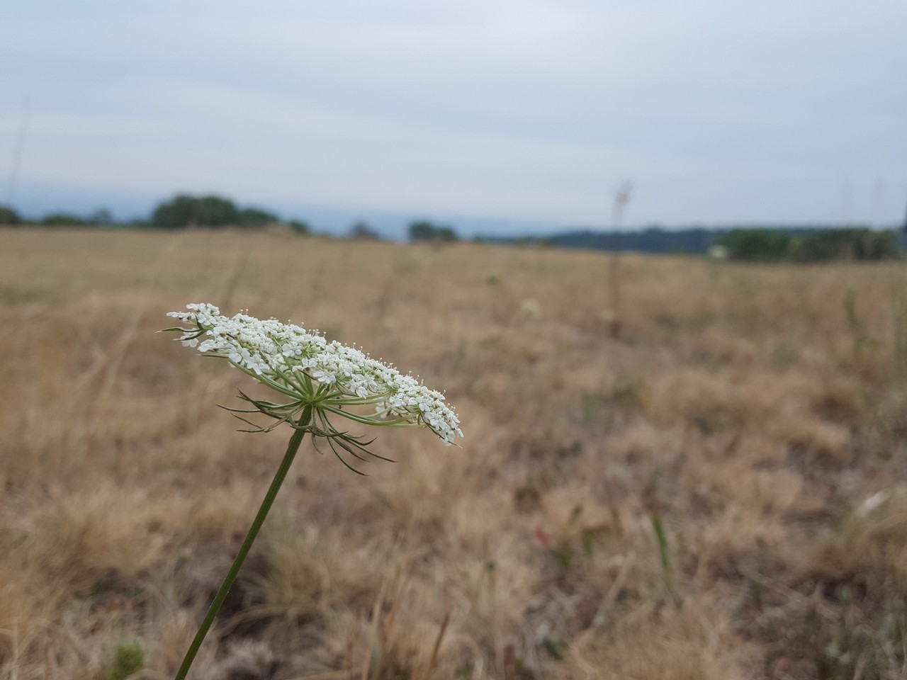 Nature-Les-Ombelles-Volvic-Auvergne Auvergne-Volvic-Les-Ombelles-Nature