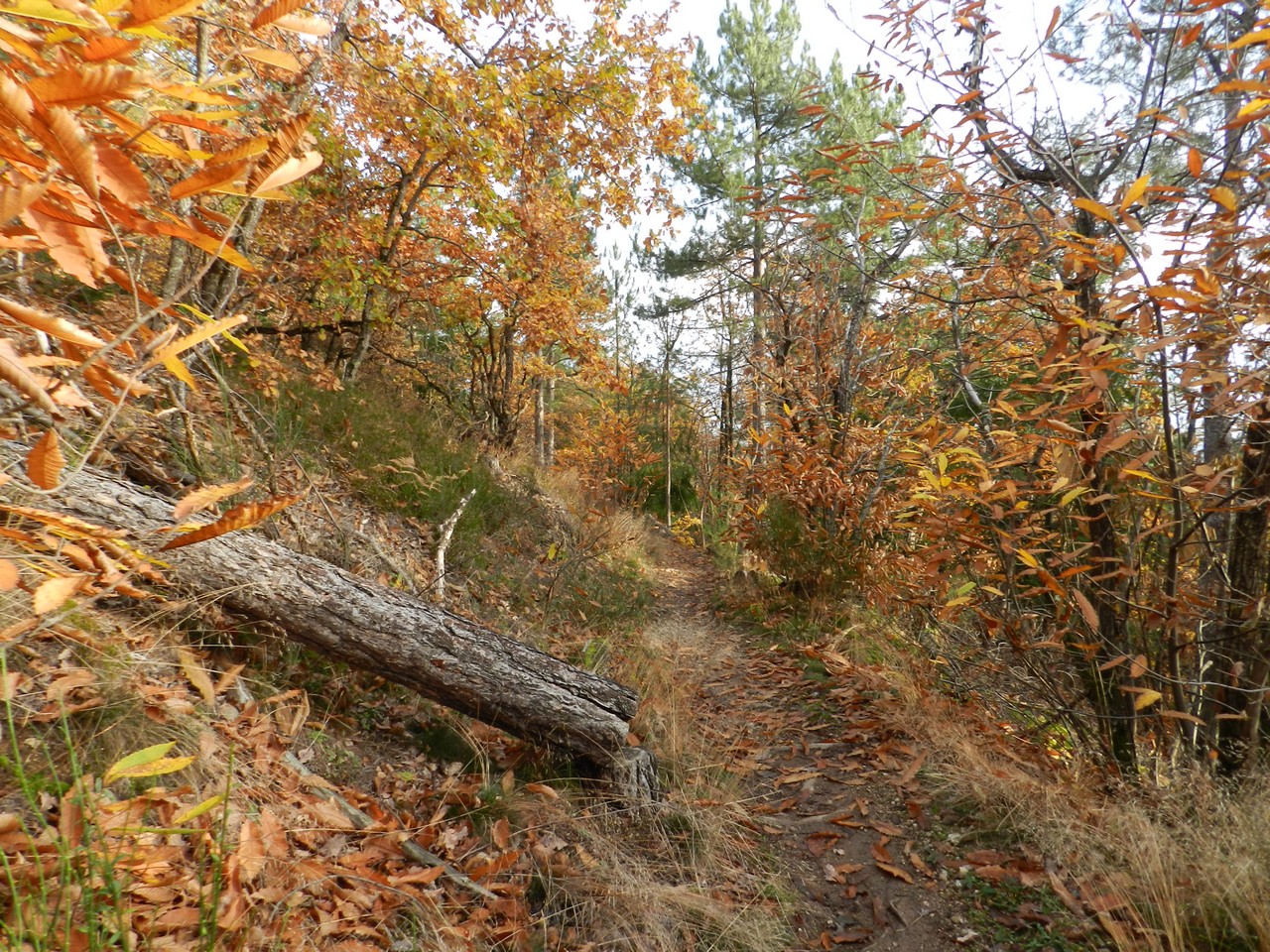 Auvergne-Volvic-Les-Ombelles-Nature