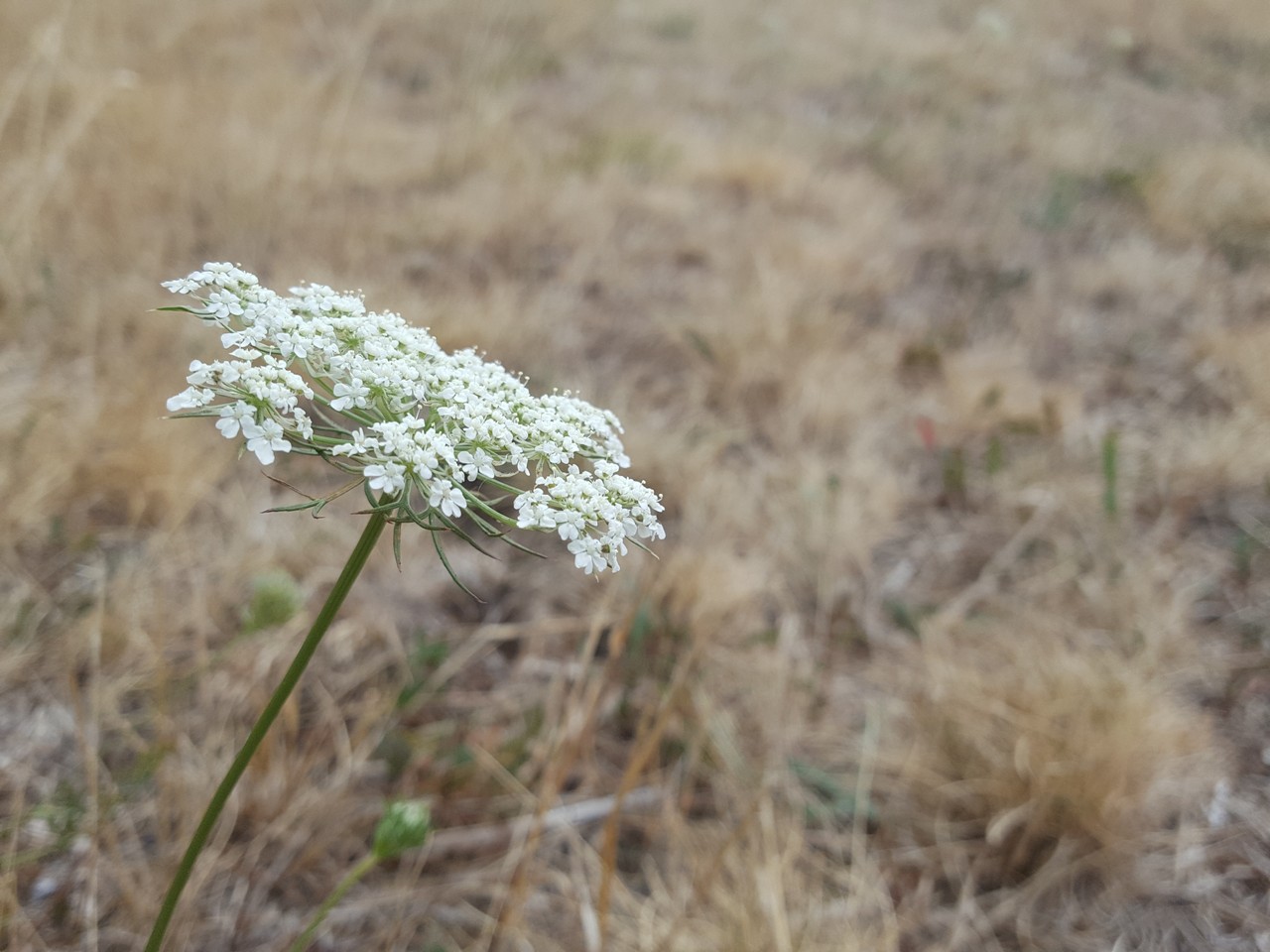 Nature-Les-Ombelles-Volvic-Auvergne Auvergne-Volvic-Les-Ombelles-Nature