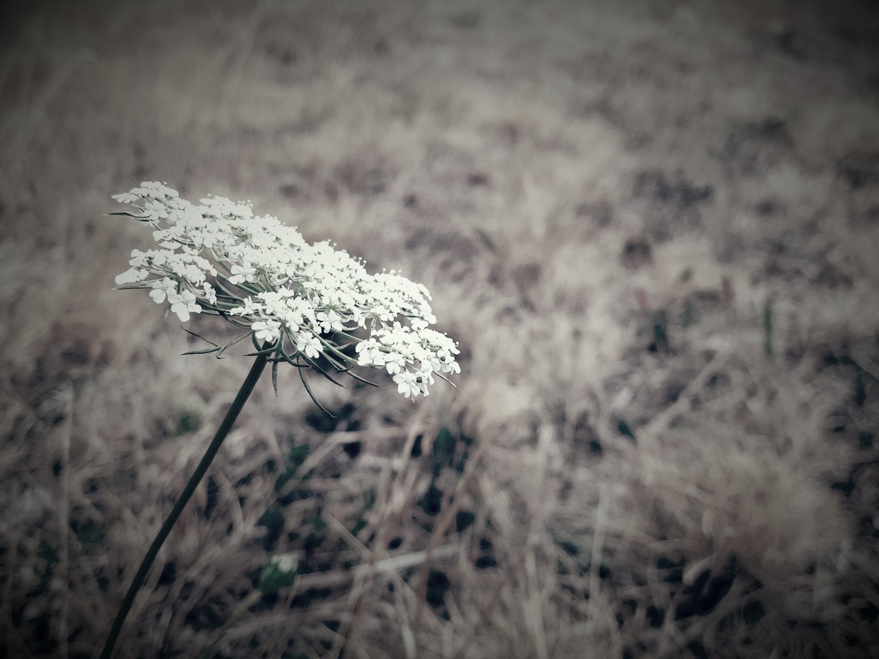 Auvergne-Volvic-Les-Ombelles-Nature