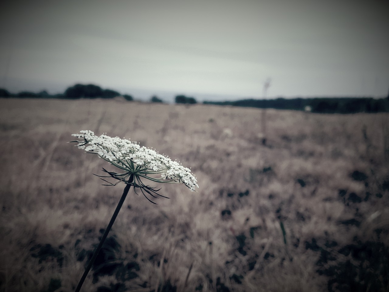 Auvergne-Volvic-Les-Ombelles-Nature