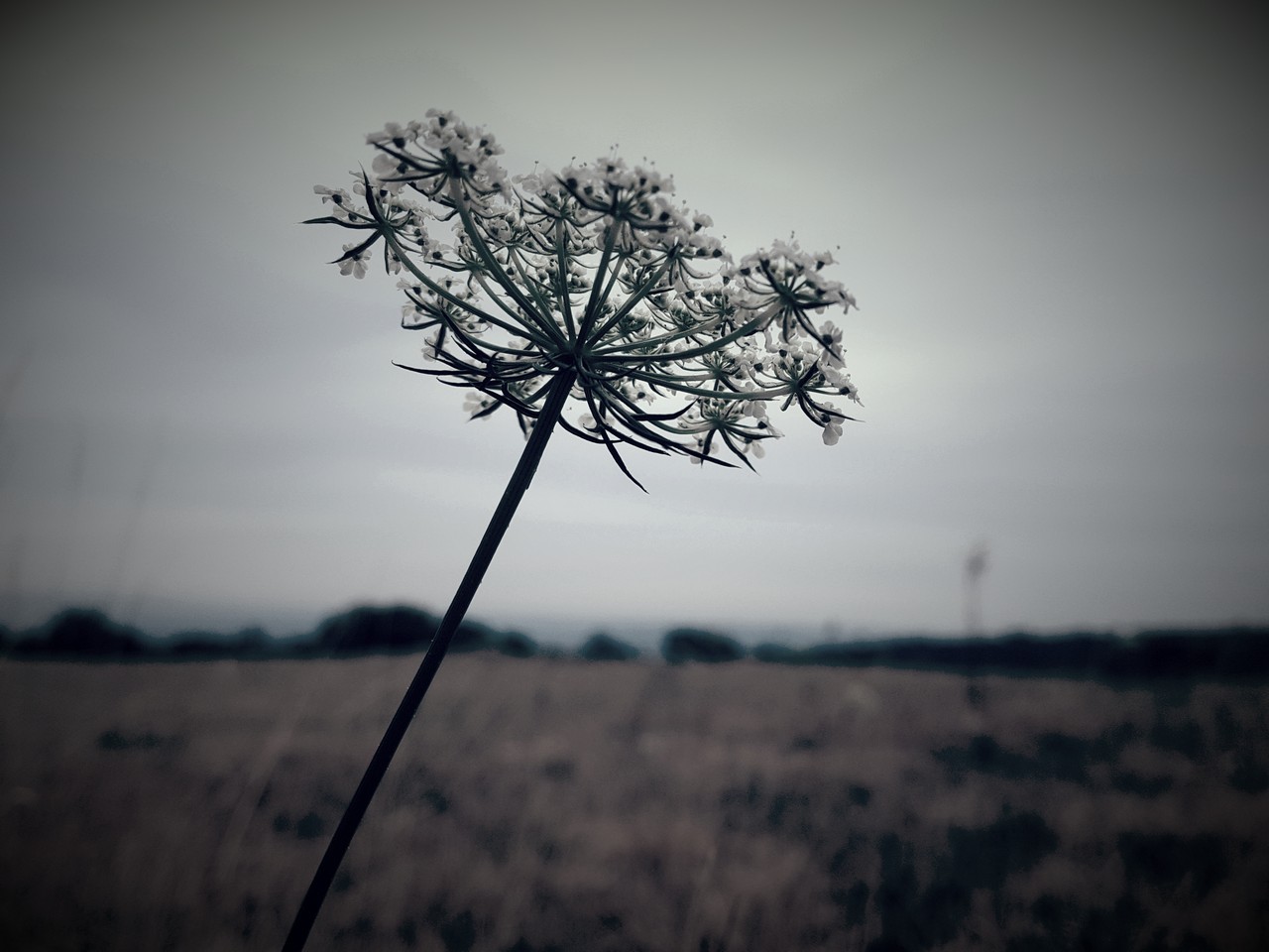 Auvergne-Volvic-Les-Ombelles-Nature