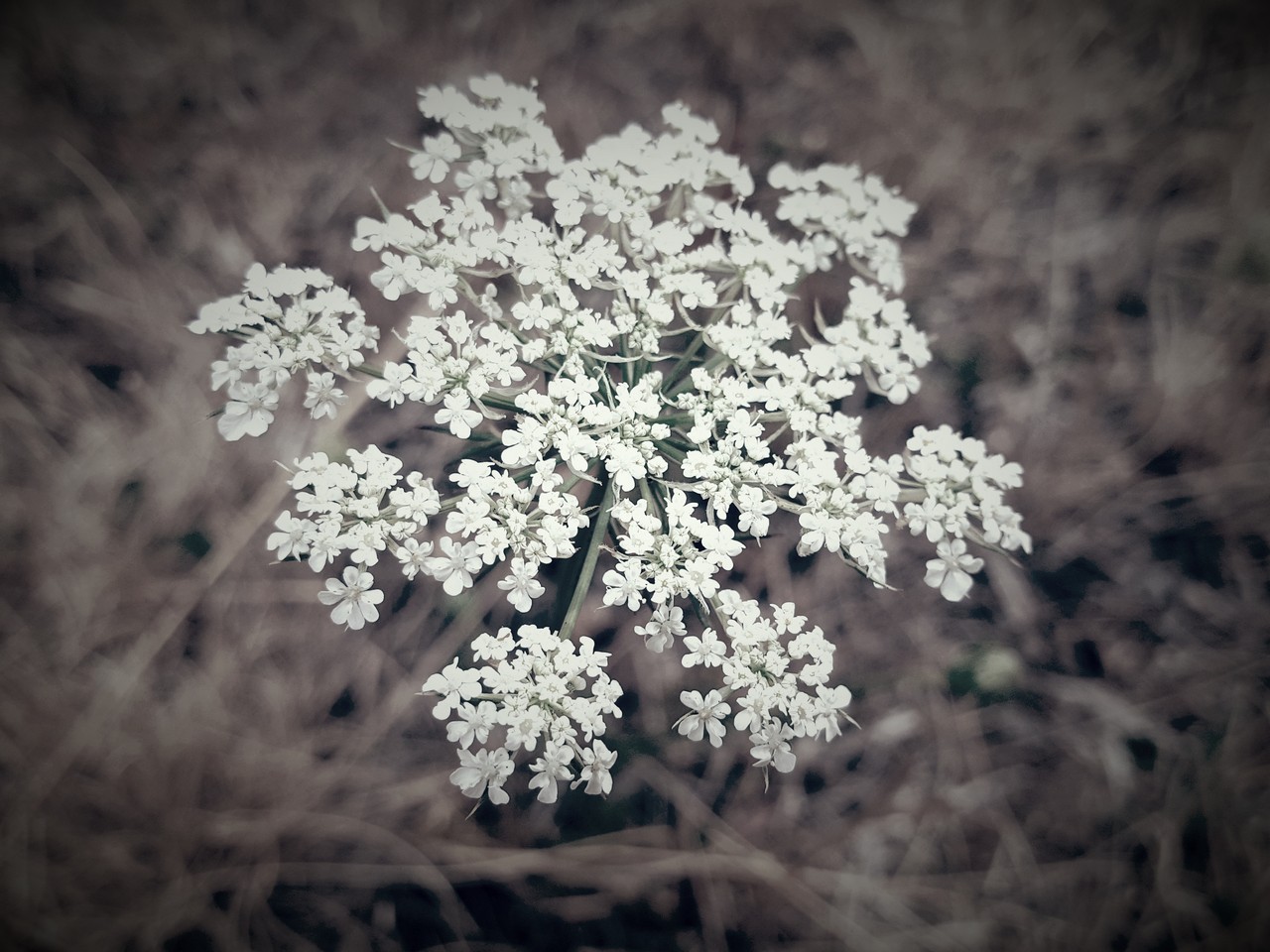 Nature-Les-Ombelles-Volvic-Auvergne Auvergne-Volvic-Les-Ombelles-Nature