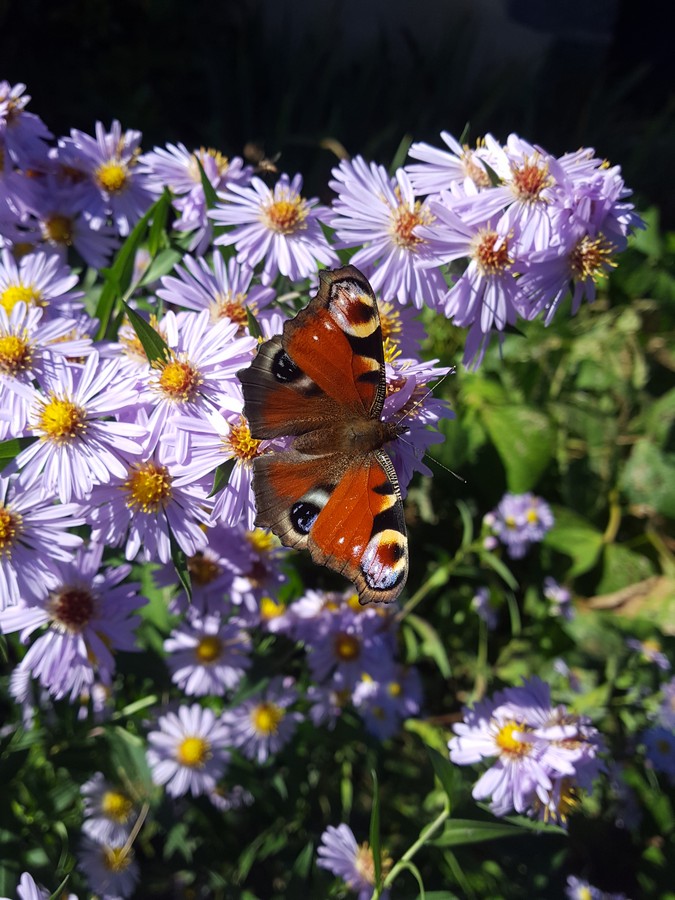 Nature-Les-Ombelles-Volvic-Auvergne_36