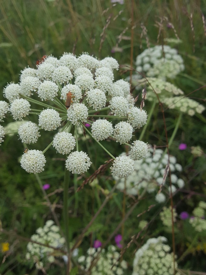 Nature-Les-Ombelles-Volvic-Auvergne_41