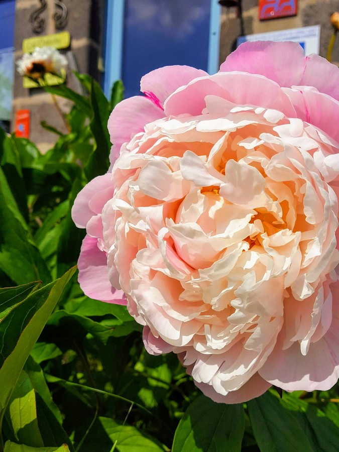 Nature-Les-Ombelles-Volvic-Auvergne_43