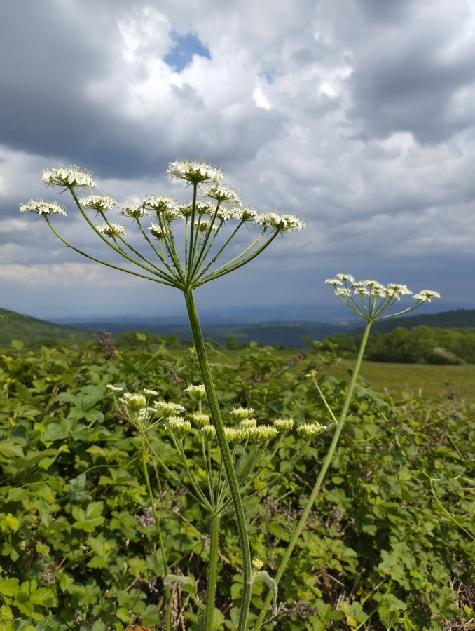 Les-Ombelles-Volvic-Auvergne_10
