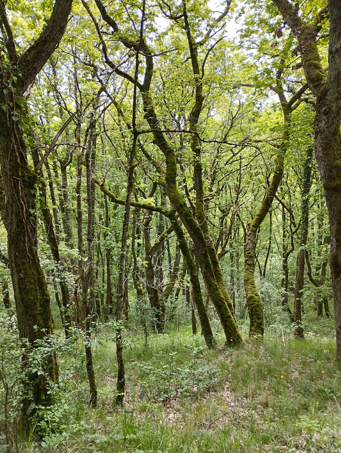 Les-Ombelles-Volvic-Auvergne_8