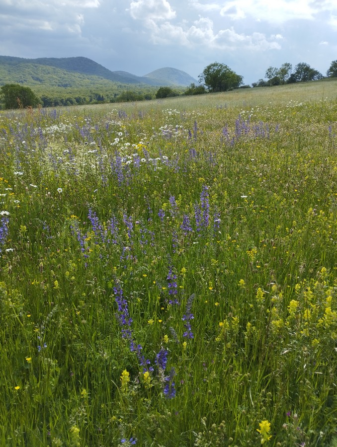 Les-Ombelles-Volvic-Auvergne_9